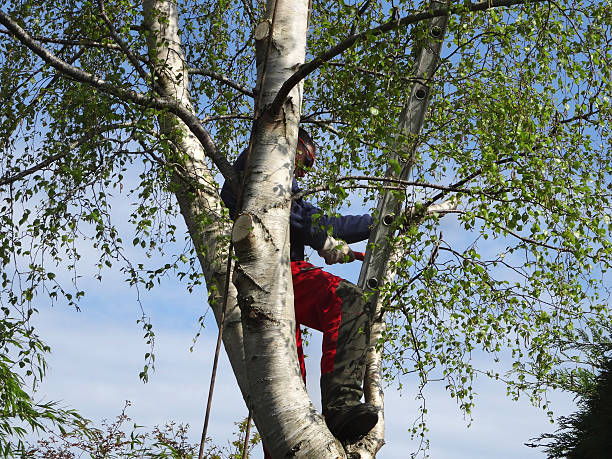 Trusted Taylor Creek, OH Tree Services Experts