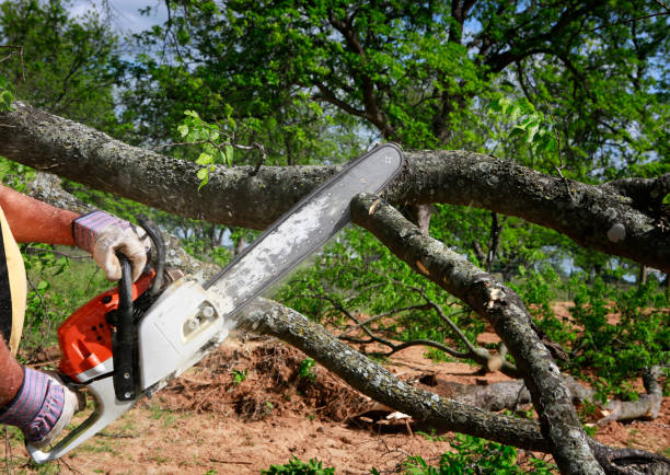 How Our Tree Care Process Works  in  Taylor Creek, OH